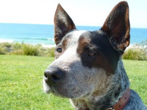 The best friend a family could have