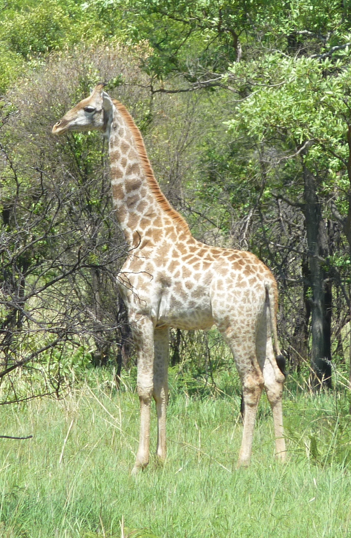 giraffe